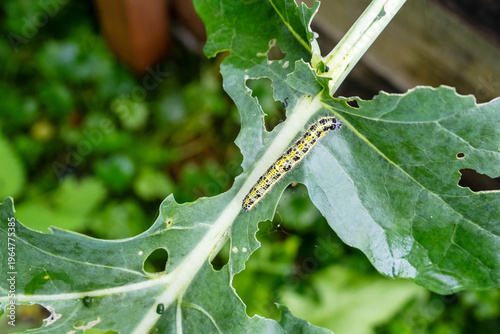 Fotografie Caterpillars Feeding on Broccoli Undergoing Crop Damage