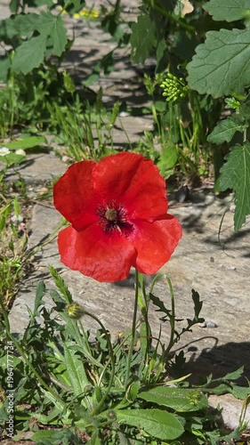 Poppy stands tall and sways in wind in spring garden surrounded by fresh green plants. Morning light highlights beauty of springtime, creating vibrant scene in this flourishing landscape.