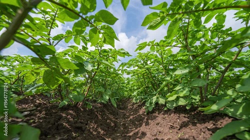 Abstract Green Plant Background Hyperlapse, Organic Nature Motion Texture