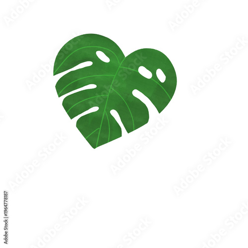 Green monstera leaf botanical illustration with transparent background