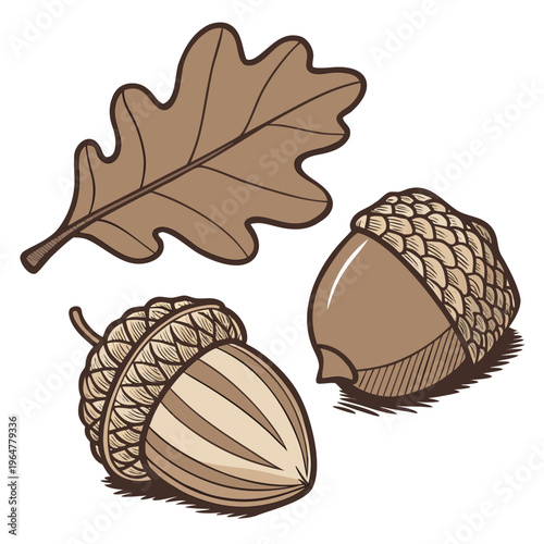 Brown acorns and oak leaf nature forest