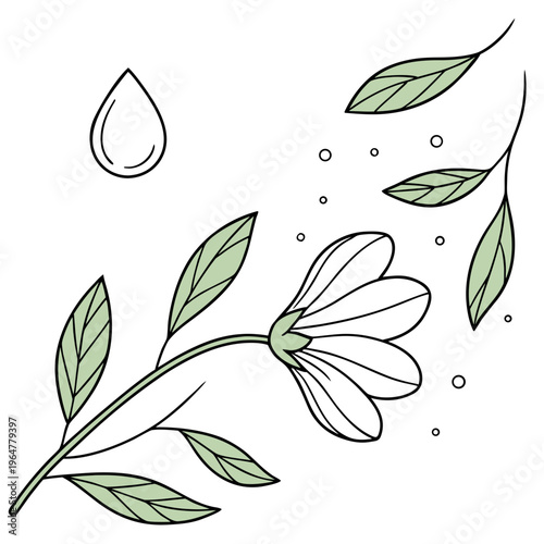 Green leaves and white flower with water droplets botanical floral nature plant