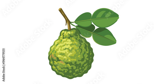 A single, textured green kaffir lime with a bumpy rind hangs from a short brown stem with two smooth green leaves attached against a plain white background.