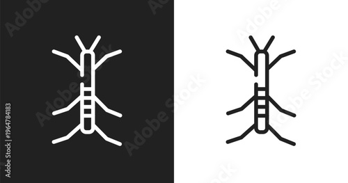 Stick insect icon. Linear black, white icon from insects collection. Outline stick insect vector. Thin line symbol isolated on white and black background