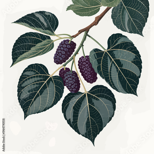 Detailed botanical illustration featuring a mulberry tree branch with ripening dark purple fruits and large heart shaped green leaves on a clean minimalist white background