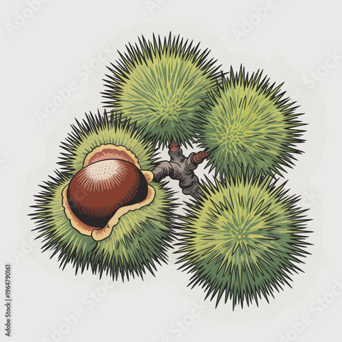 Fresh sweet chestnuts in spiky green husks with one nut exposed showing smooth brown shell texture isolated on a clean white background for seasonal autumn food designs