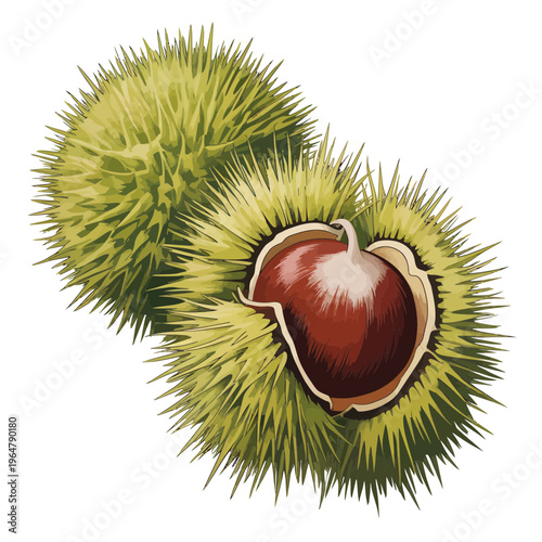 Fresh sweet chestnut fruits inside spiky green husks isolated on white background detailed illustration of ripe nut kernels growing in natural protective burry shells