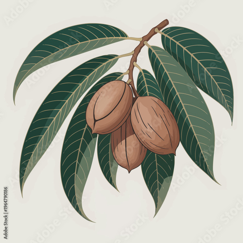 Botanical illustration of pecan nuts hanging on a branch with lush green leaves set against a neutral background for culinary design and healthy organic food concepts
