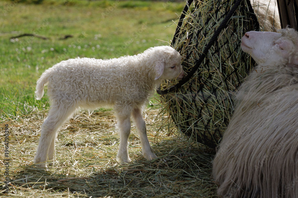 Obraz premium Young Lamb Cared For By Nurturing Ewe. Flock Member Gently Nurtured In Peaceful Countryside Setting