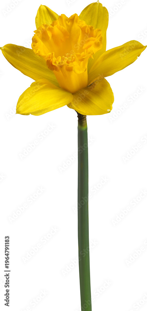 Fototapeta premium Single yellow daffodil flower isolated on white background