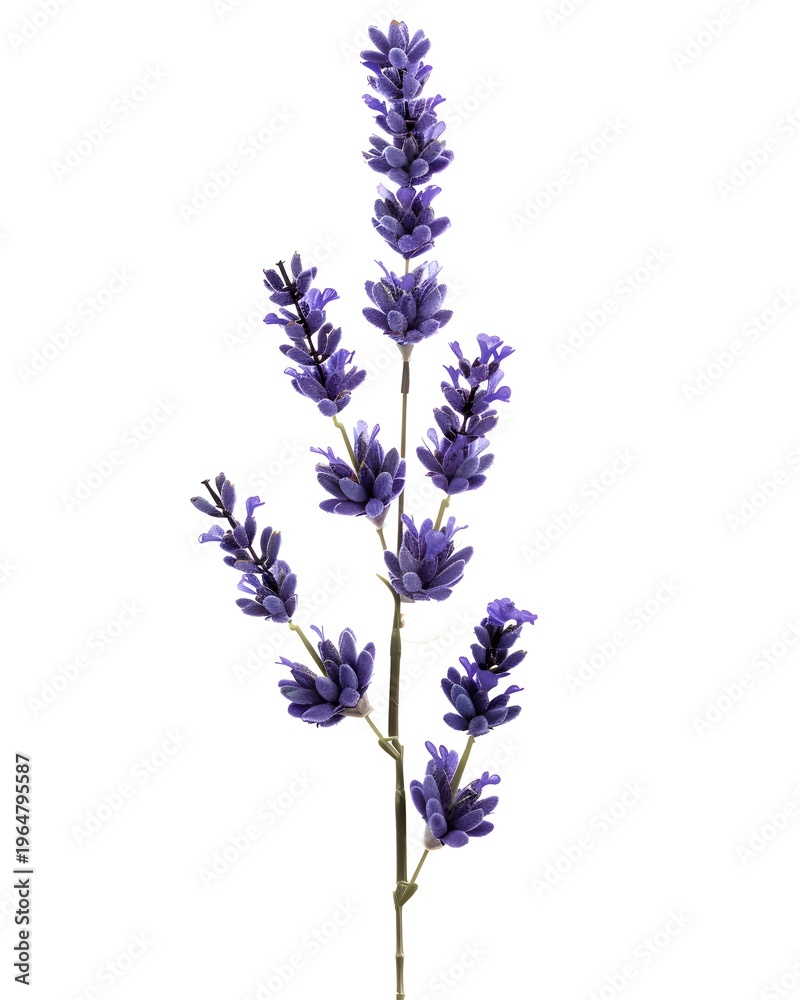 Obraz premium Single lavender stem with subtle purple gradient and soft buds isolated on white background 