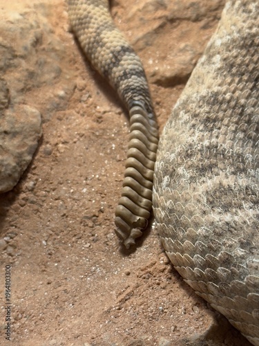 Tableau sur toile rattlesnake detail