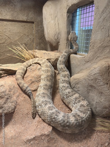 Obraz na plátne rattlesnake in Zoo