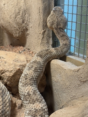 Tableau sur toile rattlesnake in Phoenix Zoo