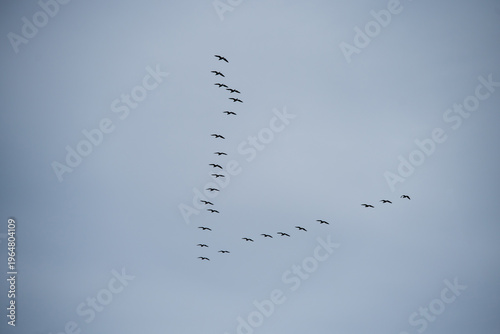 Flock of flying geese in blue sky during spring or autumn migration.