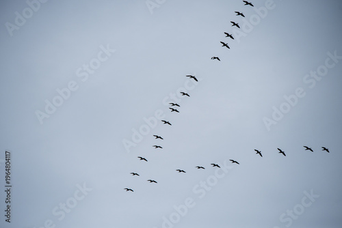 Flock of flying geese in blue sky during spring or autumn migration.