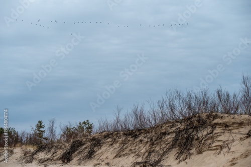 Flock of flying geese in blue sky during spring or autumn migration.
