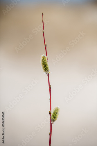 Pussy willow catkins, silver hairy flowers on branches. Easter concept.