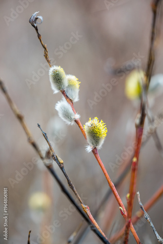 Pussy willow catkins, silver hairy flowers on branches. Easter concept.