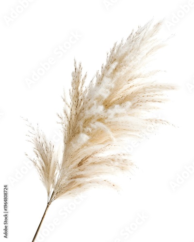 Pampas grass plume with airy feathery structure isolated on white background 