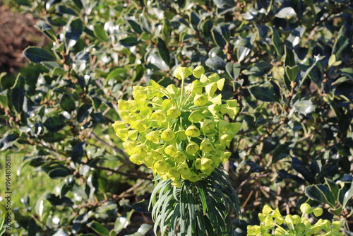 Wulfen Spurge, Euphorbia characias ssp wulfenii, Euphorbiaceae