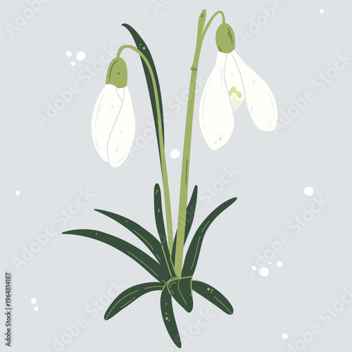 Hand drawn two snowdrop flowers with leaves. Vector illustration
