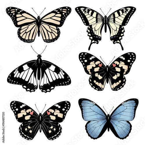 Collection of Six Diverse Butterfly Species Displayed Artistically.