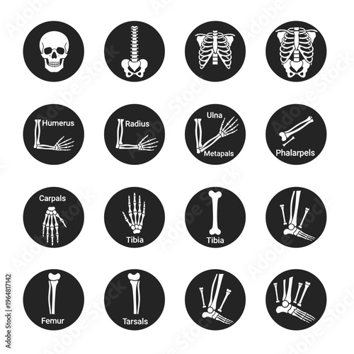 Collection of Human Anatomy Icons Representing Skeletal Structures.
