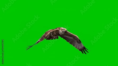 A Majestic Bird of Prey Soaring Through the Sky on a Green Screen Backdrop