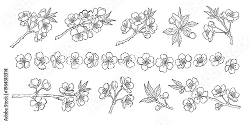 Collection of hand drawn cherry blossom branches and sakura flower line art sketches for spring wedding stationery and floral design isolated on white background for creative branding