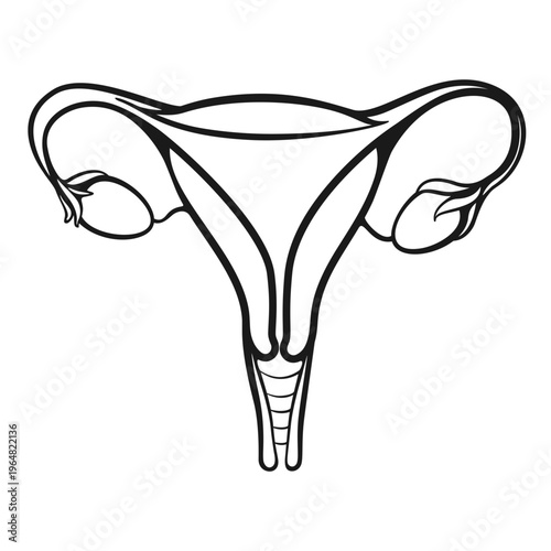 Detailed anatomical uterus or womb vector graphic line drawing