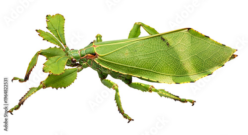Leaf Insect's camouflage: A captivating image showcases the remarkable camouflage of a leaf insect, seamlessly blending with its environment.