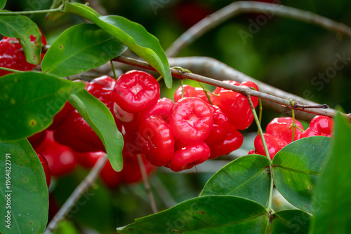 Bunch of Ripe Red Water Apples (Syzygium Samarangense) on a Tree Branch