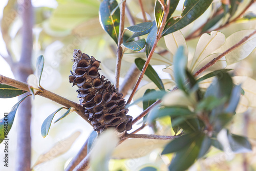 Close-up of a beautifully natural textured banksia flower head seed pod nestled in the leaves and branches of a Coast Banksia (Banksia integrifolia) on the East Coast of Australia.