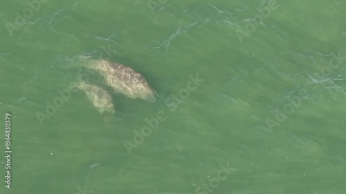 Aerial view of dugongs swimming in shallow green coastal water