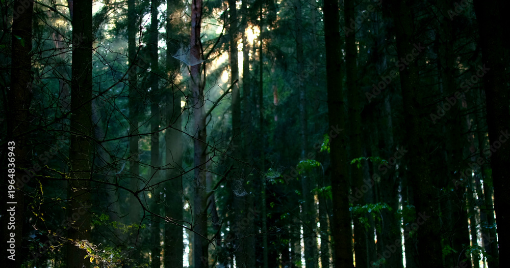 Obraz premium Sunlight breaks through trees in a dense forest during early morning hours in a woodland area
