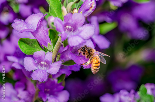 A honey bee collects pollen from a Texas Sage bush near Phoenix Arizona