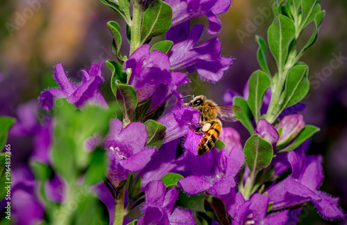 A honey bee collects pollen from a Texas Sage bush near Phoenix Arizona