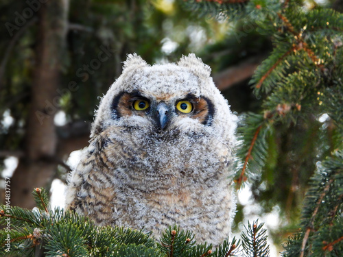 Canvastavla Great-horned Owlet at sunrise in the tall pine trees waiting for mom to bring some snacks
