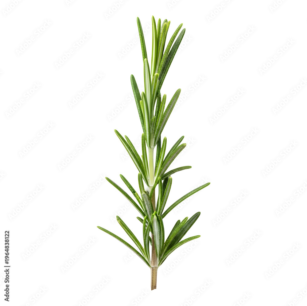 Fototapeta premium Fresh rosemary sprig on white background transparent background