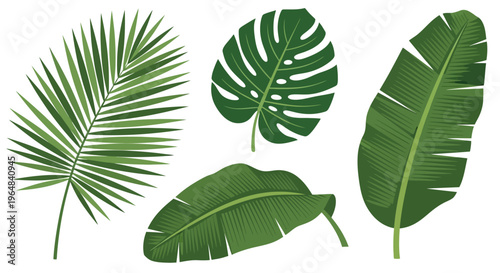 Four Tropical Green Leaves Isolated. Vector Illustrations. EPS Editable