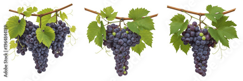 Tableau sur toile Grapes cluster with vine leaves on branch isolated on white background, Vitis vi