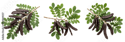 Tableau sur toile Carob pods with smooth leaves on a branch isolated on white background, Ceratoni