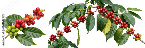 Fotografie Coffee cherries with glossy leaves on a branch isolated on white background, Cof