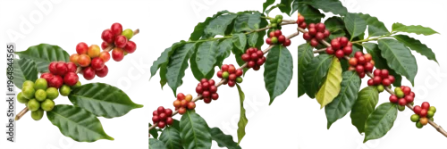 Obraz  z motywem Coffee cherries with glossy leaves on a branch isolated on white background, Coffea arabica coffee fruit cherries plant isolated clipping path studio fruit image clean background