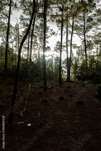 Bosque de la montaña 