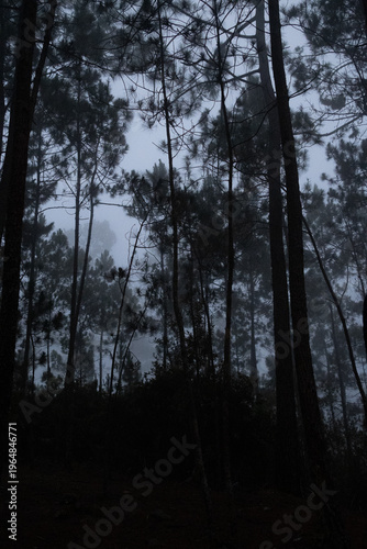 Bosque de la montaña 