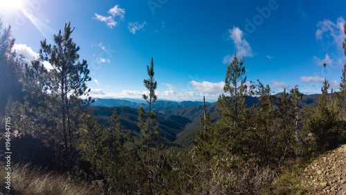 Bosque de la montaña 