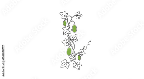 Minimalist line illustration of a green gourd vine with lush leaves on a clean white background