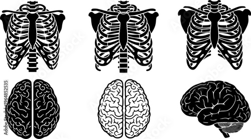Set of human rib cages and brain isolated on white background 